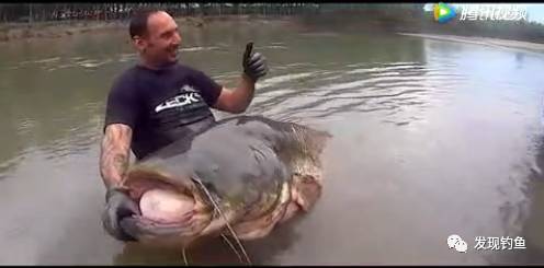 实拍钓友钓上300公斤巨型鲶鱼