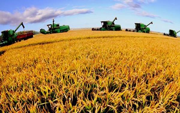 【稻谷行情】稻谷最低收购价为何下调？稻农该如何应对？