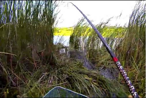 【视频】芦苇丛里钓鲤鱼，连竿溜鱼手酸痛