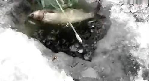 【视频】河床上冰钓大鱼,看着真让人羡慕!