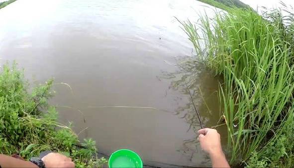 【视频】野河草丛边，钓鱼好地方，连竿爆户！