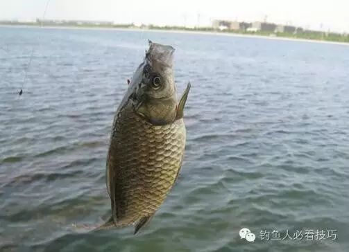 夏季钓鲤鱼的饵料搭配思路和技巧