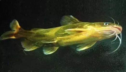 冬季垂钓黄颡鱼的五个实用技巧