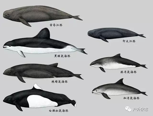 故事︱十年，他画出95种鲸和海豚的肖像