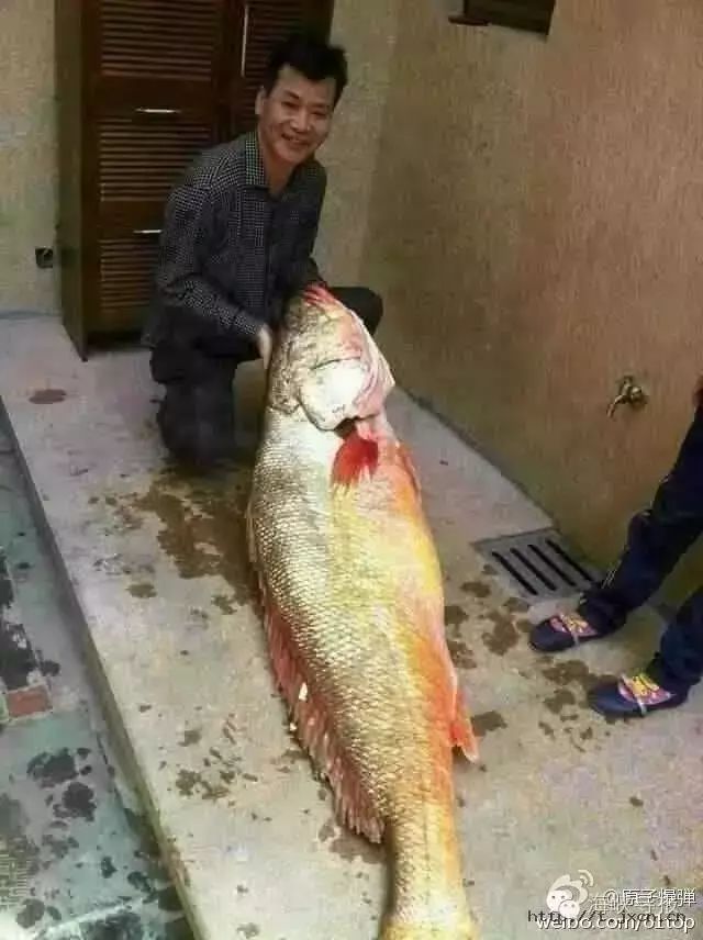 这条鱼价值四套房！惠州人看见别扔了！