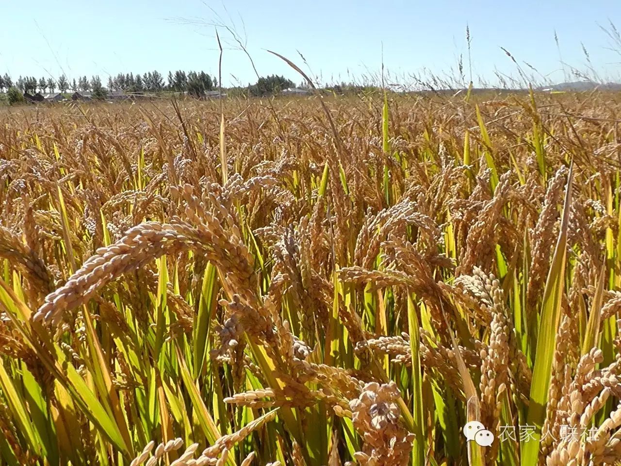 【关注】稻谷最低收购价为何下调？稻农该如何应对？